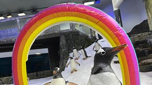 Muere Sphen, el famoso pingüino gay que incubó una cría con su pareja Magic