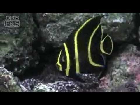 Gray (Black) Angelfish (Pomacanthus arcuatus) | LiveAquaria.com