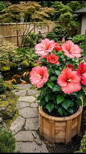 🌺🥥 Giant Hibiscus Blooms? The Coconut Husk Secret Revealed! #gardening #hibiscus #flowers