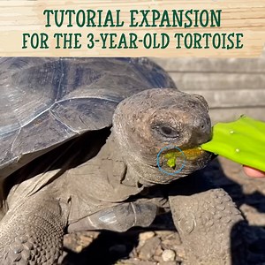 27K views · 1.3K reactions | We're extending our dear Galapagos Tortoise's home! | Blake's Exotic Animal Ranch | Facebook