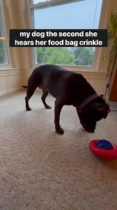 2.9K views | The sound of Kibbles ‘n Bits = instant obedience.  | Kibbles 'n Bits | Facebook