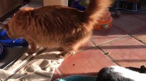 Warm cuddle kitties - Love, The Kitten Room | The Kitten Room