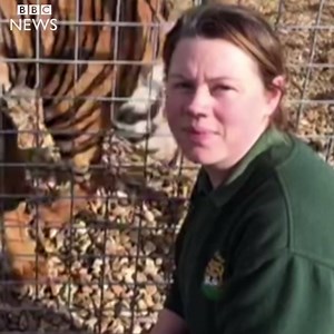 15K views · 265 reactions | Zookeeper death: Tiger will not be put down. | BBC Norfolk | Facebook