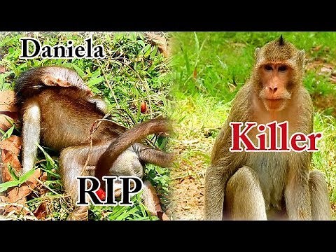 Awful News.. RIP poor baby Daniela | Full video action of baby Daniela was killing