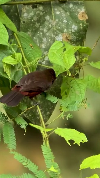 85K views · 719 reactions | Tanager Bird Catching Prey Wincent rAafi #bird #nature #wildlife | HAWI Studios | Facebook