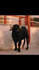📣 NEWS! Meet the newest residents down on the farm - our own herd of water buffalo 🐃 ✨ Master cheesemaker Margaretha will be using the rich, creamy milk to create our range of Somerset soft cheese and yoghurt, all made at The Creamery at Castle Cary station. Stay tuned for more from behind the scenes as they settle in. | The Newt in Somerset