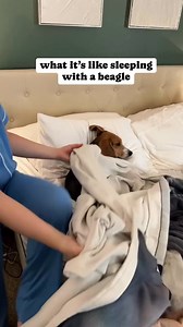 So small but he takes up so much space 😂 this is one of a few ways he sleeps with us every night •⁣⁣⁣⁣⁣⁣⁣⁣⁣⁣⁣⁣⁣⁣⁣⁣⁣⁣⁣⁣⁣⁣⁣⁣⁣⁣⁣⁣⁣⁣⁣⁣⁣⁣⁣⁣⁣⁣⁣⁣⁣⁣ 🎥 @thebalancedbeagle #beagle | Beagle Lovers
