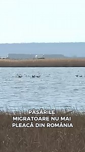 13K views · 207 reactions | Păsările migratoare nu mai pleacă din România #pasari #migratoare #cormorani #laculbistret #berze #pelicani #incalzire #roffw #stiri #romania | Romania Fast-Forward | Facebook