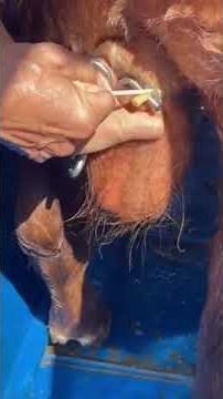 How to Band a Weanling Bull Calf