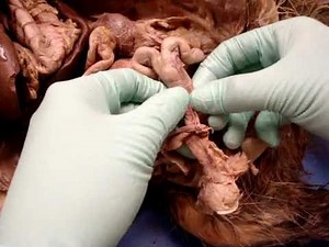 Female Reproductive System