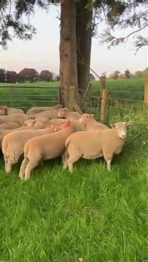 🔥A selection of Pure Dorset Ewe Lambs 🔥 ➡️ Will be sold in the Fat section this Monday Bank Holiday | Evans Bros Auctioneers