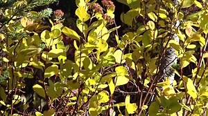 9.7K views · 688 reactions | Taking a quick walk around the segment of the Wonderland Trail at Reflection Lake gives us an impression of the winter to come. NPS video of a medium-sized lake intermixed with fir trees and a snow-capped mountain. ~lc | Mount Rainier National Park | Facebook