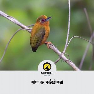 2.9K views · 279 reactions | সাদা ভ্রু কাঠঠোকরা / White-browed...