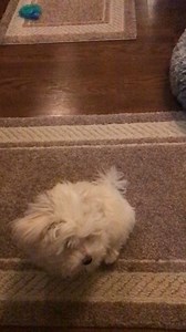 Watch me fetch in slow motion! | Dountin