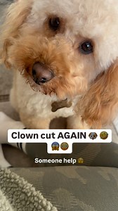 Right … what should I be asking for at the groomers because my Cockapoo looks more and more like a poodle when she comes out of her groom. She goes in one dog and comes out another 🤣🤣🤣🤣🤣🤣🤣🤣 I mean, the body’s not bad but what’s with the round ball on the top of her head 🤔🤔🤔🤔🤔 #groominspiration #groom #cockapoo #poodle #furbaby #groomers #groomingday🐶✂️🛁 | Beth Brannan