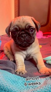 2.1K views · 147 reactions | 勺Jane Bean勺daughter of Teeny Bean and Doreen勺We’re so in love….!勺 #pug #rescuedogsofinstagram #adopt | Luvable Dog Rescue | Facebook