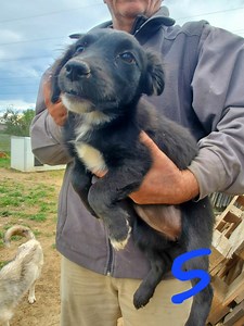 ASTRA (ex SERENADE) - chiot femelle, de taille petite à moyenne à l'âge adulte - née environ en avril 2022 - (Centre RM Pascani en Roumanie) - en FA chez Mathilde (89) - Adoptée par Mathilde et Martin (34)