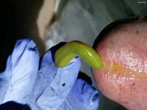THICK Worm goes ALL.. THE.. WAY..!