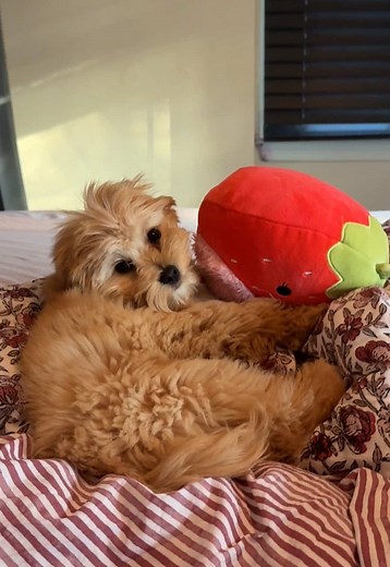 Maple's Adorable Love for Strawberries