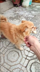 Chicken breast and meat #shorts