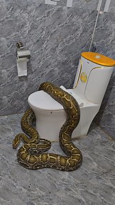 299K views · 1.2K reactions | Con rắn khổng lồ dài 5 mét bò vào nhà cô gái trẻ #ranhomang #ranhomangchua | Minh Nam | Facebook