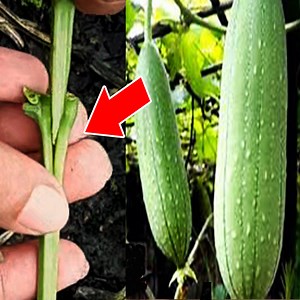 34K views · 672 reactions | Sponge Gourd Grafting | Gardening & Farming | Facebook