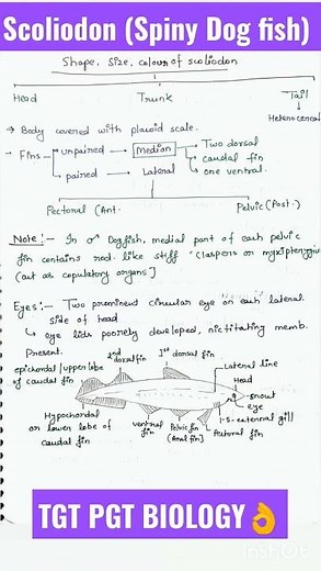 Scoliodon / Dog fish/ TGT PGT BIOLOGY/ Animal kingdom #dogfish #tgtpgtexam #shorts #subscribe