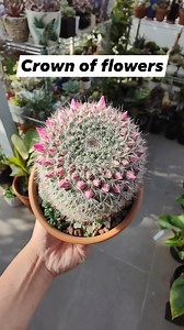 Mammillaria Zeilmanniana 😍 #bikolanahardinera #cactus #cacti #cacto #cactilover #cactos #cactusflower #cactuslover #foryou #fyp | Bikolanahardinera