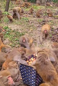 3K views · 22 reactions | enjoy sharing for monkey eating | Adhi | Facebook