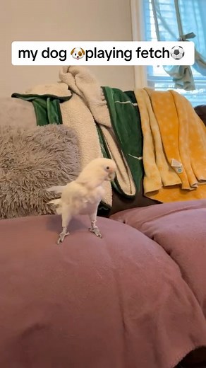 #Goffin #cockatoo #parrotrescue #Pennsylvania #parrots | Soaring Spirits Sanctuary