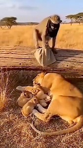 7.5K views · 308 reactions | Lion run away leaving his children behind all because of kasongo and his partner 藍 #animal #funny #lion #kasongo #monkeys | Vine Vicky | Facebook