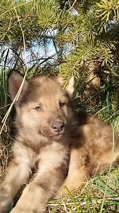 14K views · 677 reactions | Couple rescues frozen exotic puppy and then #animals #animalsoftiktok #animallover #rescueanimals #puppydog #dog | Animal Shelter U.S | Facebook