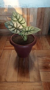 Bring out the beauty of your Alocasia Silver Dragon plant with a new pot and fresh soil. #alocasiasilverdragon #repotting #plantcare | Flower lovers