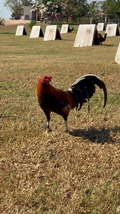 Pollos Kelsos disponibles, directos de rancho Osuna Inf 6951100982 | Rancho Palmito Del Verde