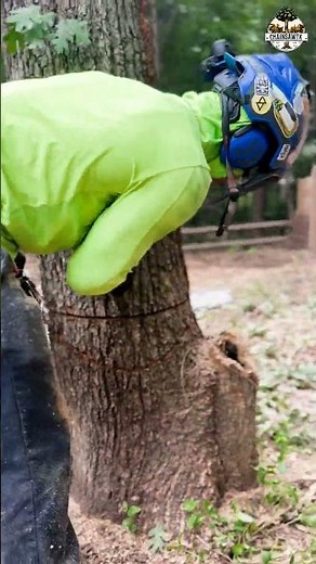 Perfect Humboldt Notch #outdoors #treecutting #arborist