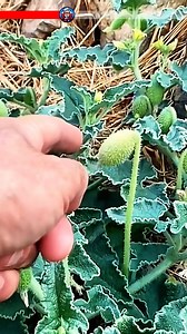 683K views · 2.8K reactions | strzelający ogórek, ecballium elaterium PL, roślina wystrzeliwująca nasiona, eksplodujące owoce, ciekawostki botaniczne, nature facts PL, niezwykłe rośliny, exploding cucumber, presja w owocu, unikalne mechanizmy roślin | To Ciekawe | Facebook