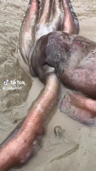ChillPill on TikTok