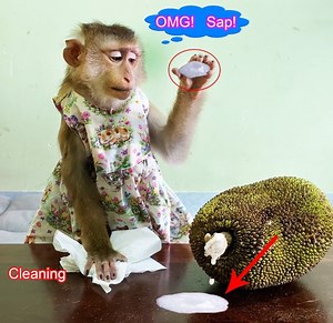 8.6K views · 269 reactions | Monkey Lyly hurriedly wiped the jackfruit sap on the table when her mother made it dirty | Monkey LyLy Famliy | Facebook