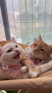 "Hey, I think you need a kiss..." Brought to you by Nutrition Strength: keeping your pets healthy and happy. | PetChanted