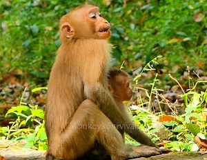 Million pitiful ! abandoned Niko kindly take time trying comfort & lead newborn Leo finding foods waiting young mom Libby return by pitifully when young mom Ieaves block milk Iong time looks so pitiful... #MonkeysSurvival | Monkeys Survival