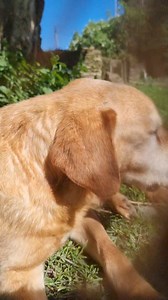 9.6K views · 538 reactions | Faribo (et Ponyo l'incruste) 殺 | La Cour des Aulnays | Facebook