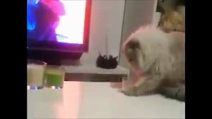 1.9K views · 56 reactions |  | Sweet Monkey's | Facebook