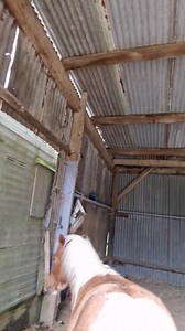 Yes my pony gets exercise 😂 | No Verbal Filter