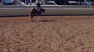 4.4K views · 46 reactions | AQHA/APHA DOUBLE REGISTERED GELDING See him show at the Celebration Circuit in Las Vegas July 7- 9, 2017. Finished HUS & SMS horse, lightly shown HMS & EQ and well started in Trail. This is an ideal mount for a top Youth or Amateur in any association! Sound, no maintenance, no vices. IF, BT and KyBIF. For more information and videos please visit www.whittingtonequine.com - thanks! | Whittington Equine Marketing Group | Facebook