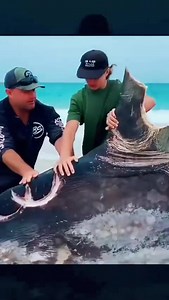 This giant ocean sunfish in half! #nature #ocean | Nature Love