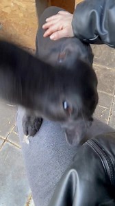 Betty 🥰 Dob 28.11.2022. IF you are interested in adoption,please MESSAGE THE PAGE for an ADOPTION FORM -spayed female -mixed breed -smallish medium size,14 kg and 43 cm tall -confident and friendly -playful and sweet -good with dogs and cats -not food protective -can be rehomed to families with children from 12 plus Will travel Blood tested for Brucella Canis, vaccinated against rabies and the usual vaccinations that UK dogs get to the same high standard,spayed,microchipped,with health book and