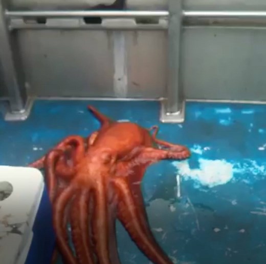 Wondering if an octopus can really fit through any hole its beak can? Here's all the proof you need. (via Jukin Media) | Woman's Day Magazine