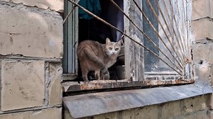两只猫从老屋的窗户望出去。窗户上有个金属烤架 库存影片视频（100% 免版税）3885579025 | Shutterstock