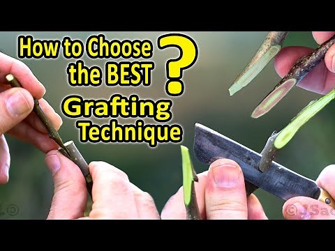 Best Grafting Techniques | WHICH Grafting Technique should I CHOOSE, when grafting fruit trees?