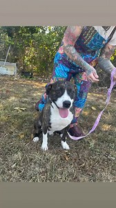 Tupelo-Lee Humane Society on Reels